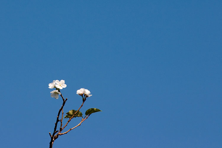 十月桜