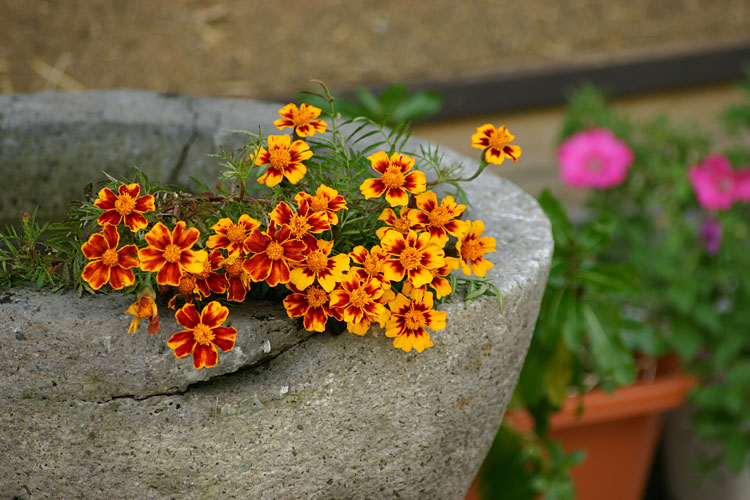 店先の花