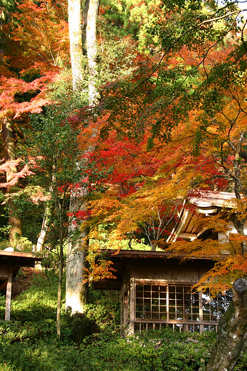 もみじ寺