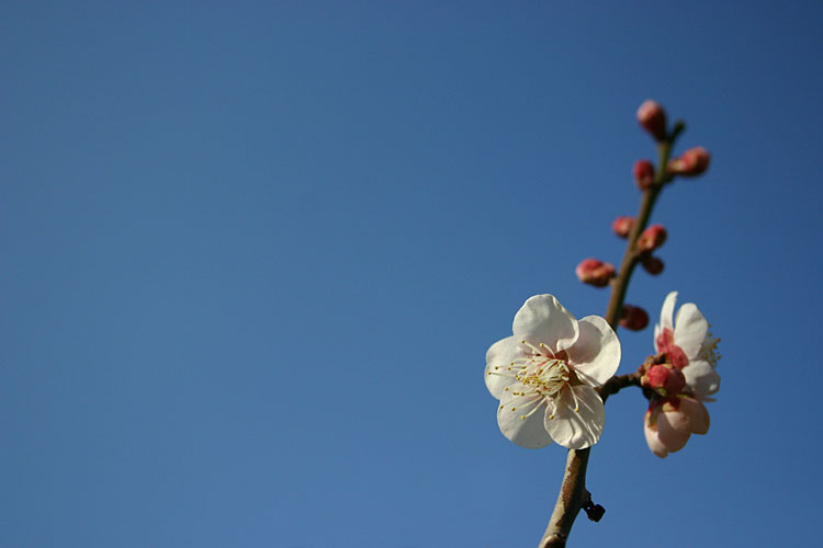 梅