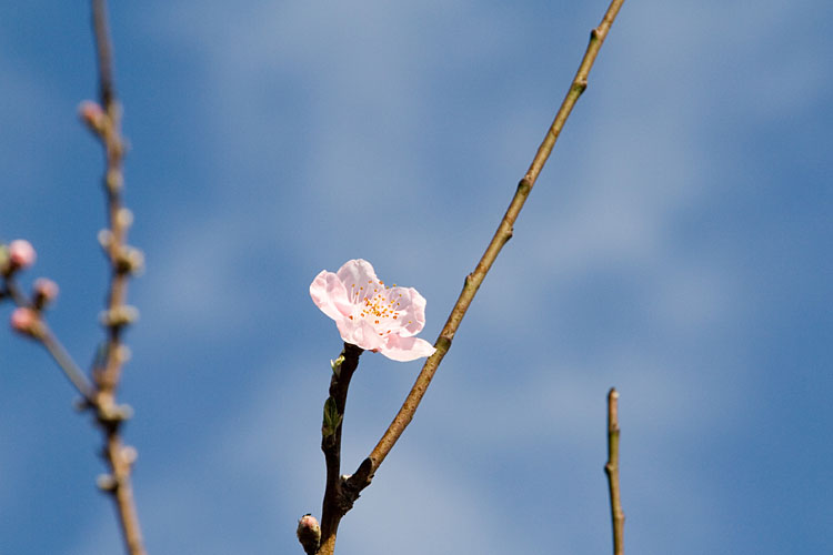 桜かな