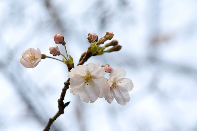 桜