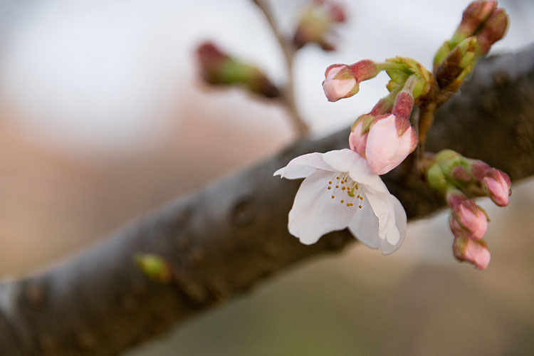 桜