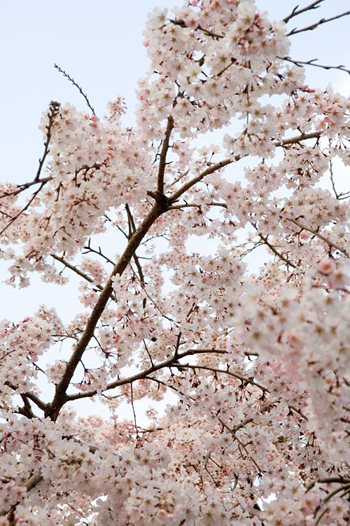 しだれ桜