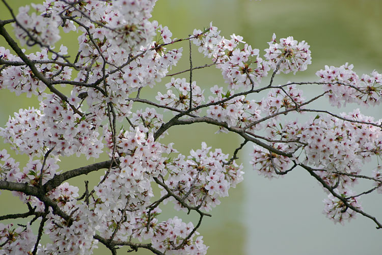 桜