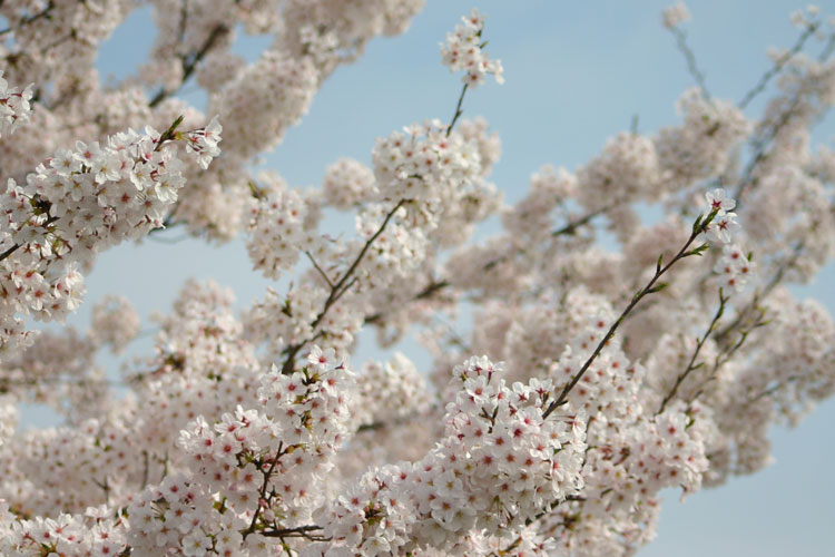 桜