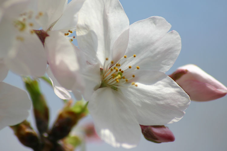 桜