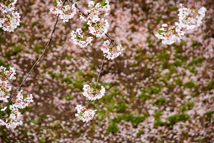 桜