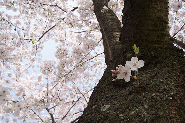 桜