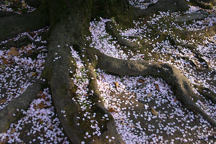 散った桜