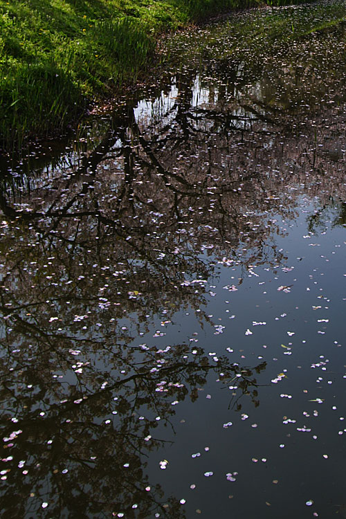 水に映る桜