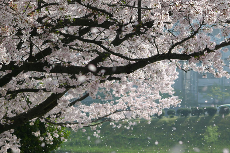 舞い散る桜