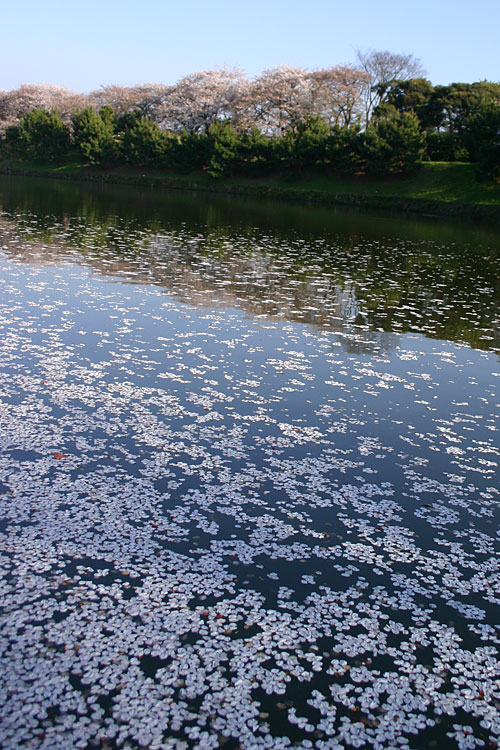 水面で集まる桜の花びら