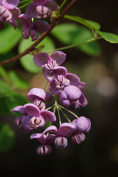 アケビの花