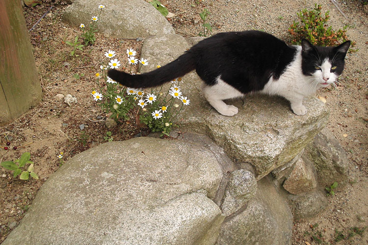 花と猫