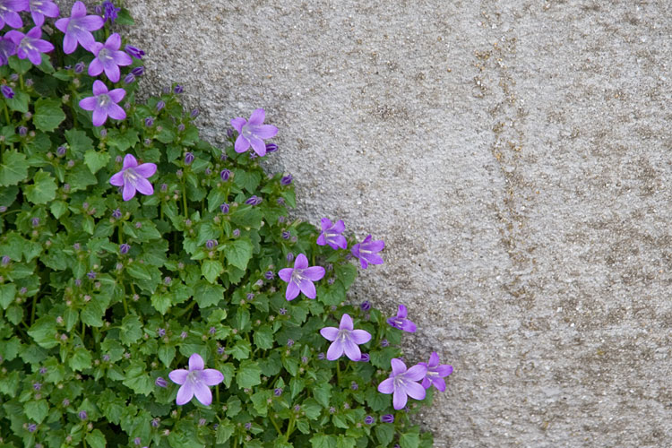 紫の花