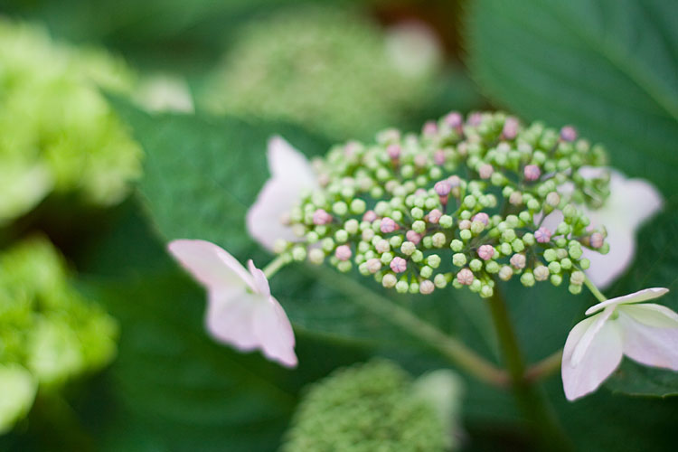 アジサイの蕾