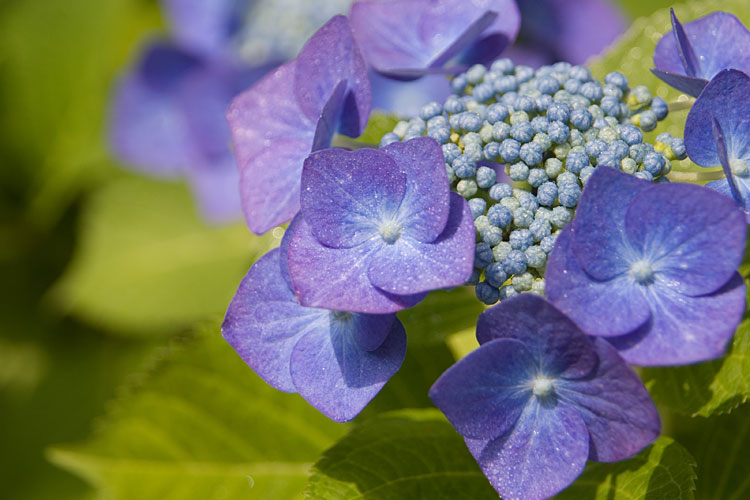 紫陽花