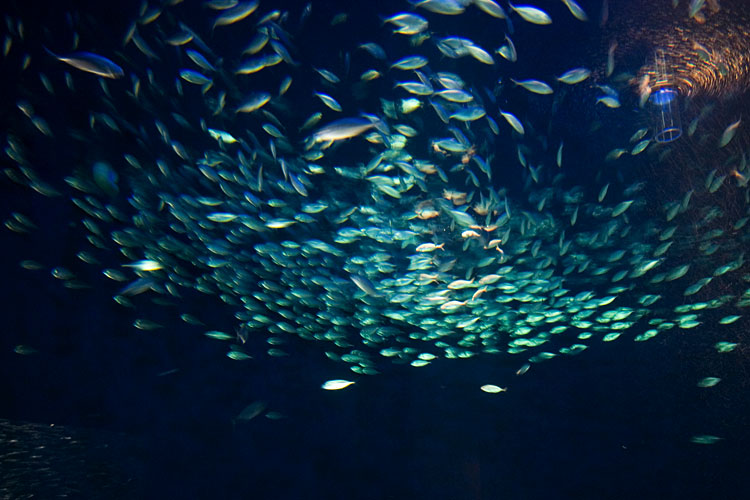 水族館