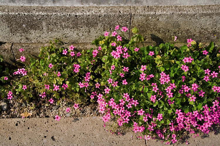 道端の花