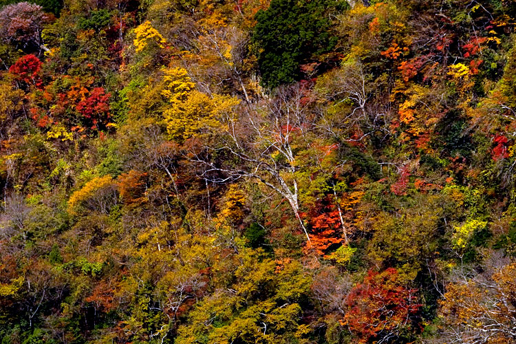 九酔渓の紅葉