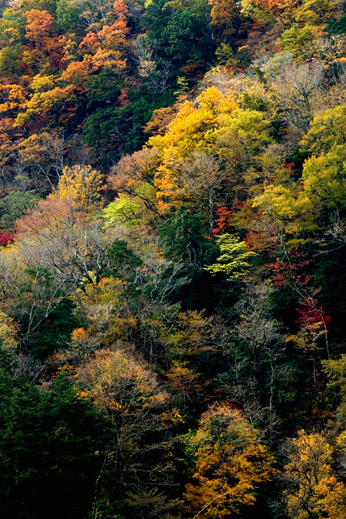 九酔渓の紅葉