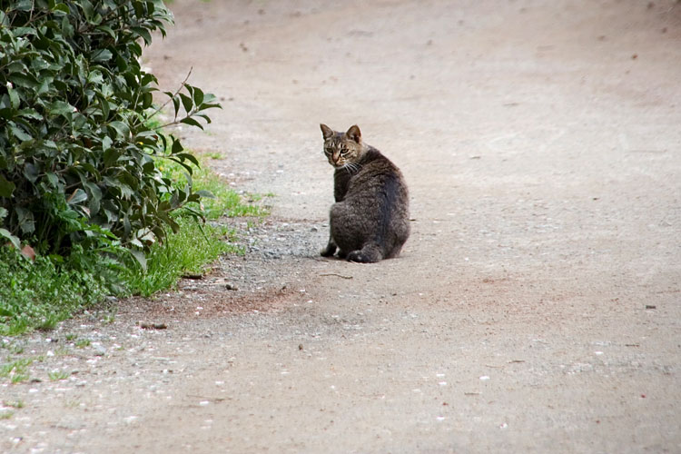 猫