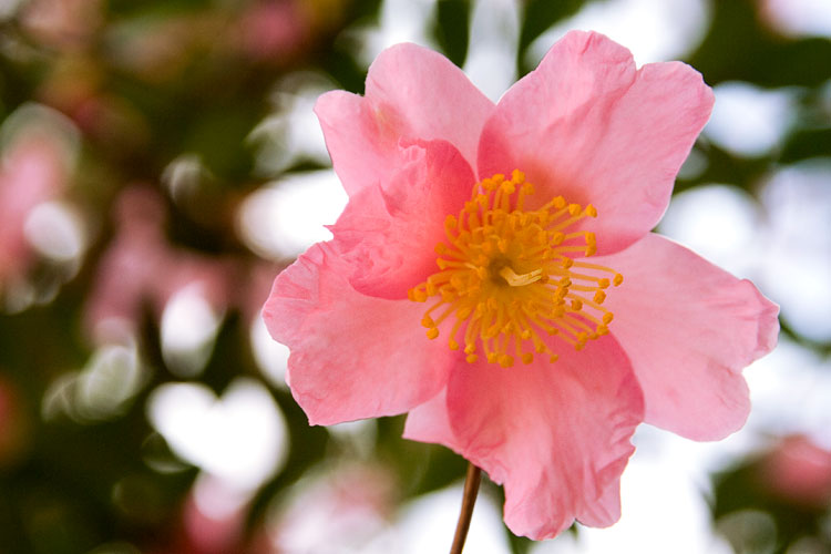 ピンクの山茶花