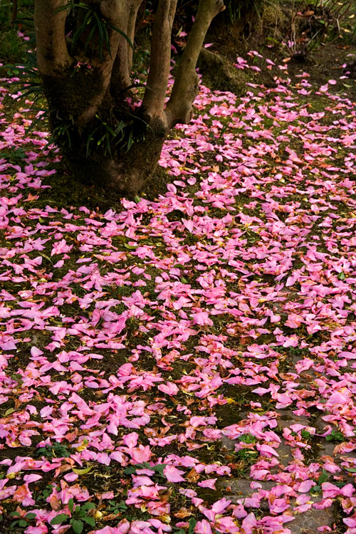 山茶花の花びら