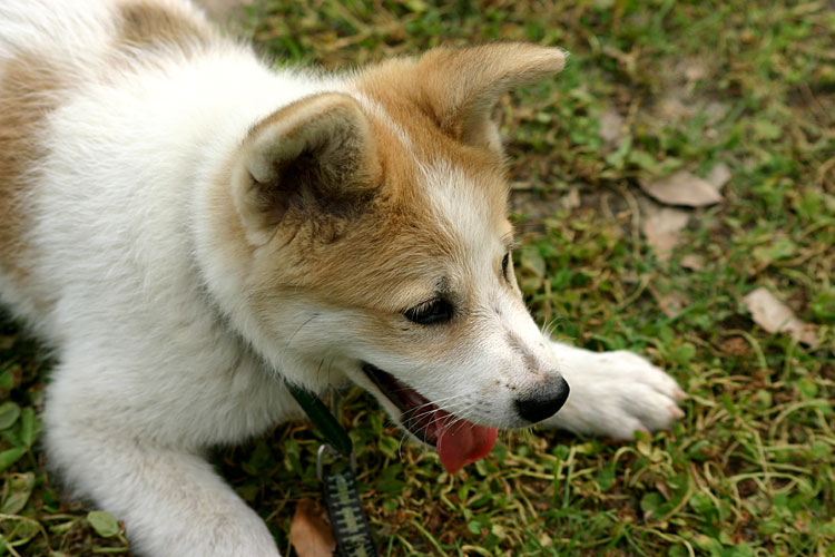 犬