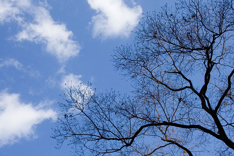 枯れ木と青空