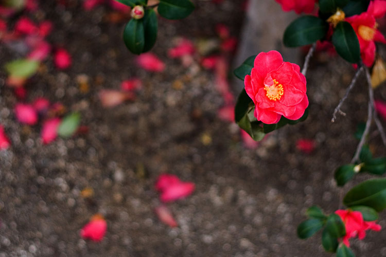 山茶花