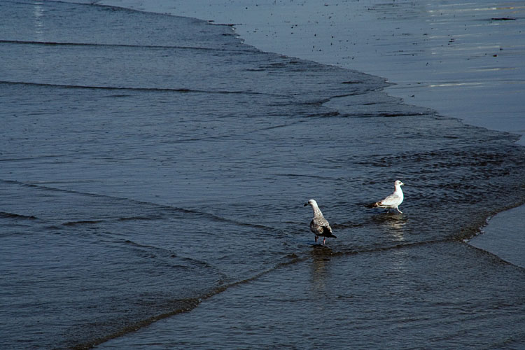 海辺の鳥