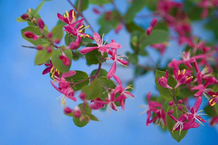 ひょうたん木の花