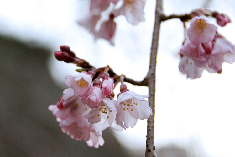 しだれ桜