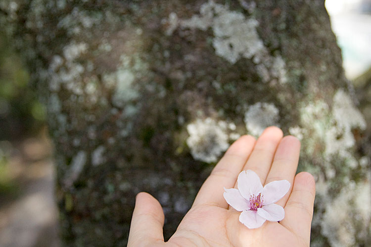 桜