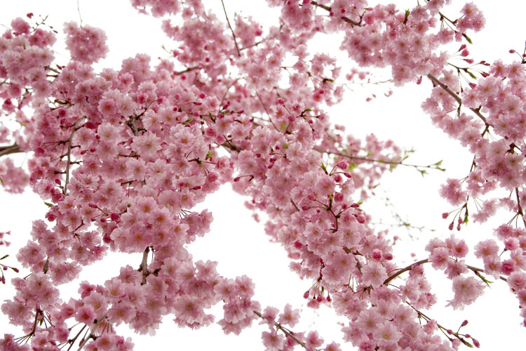 しだれ桜