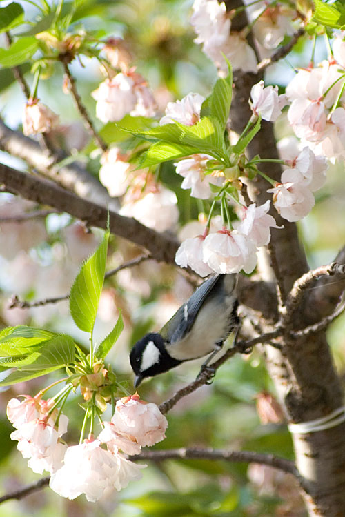 シジュウカラと八重桜