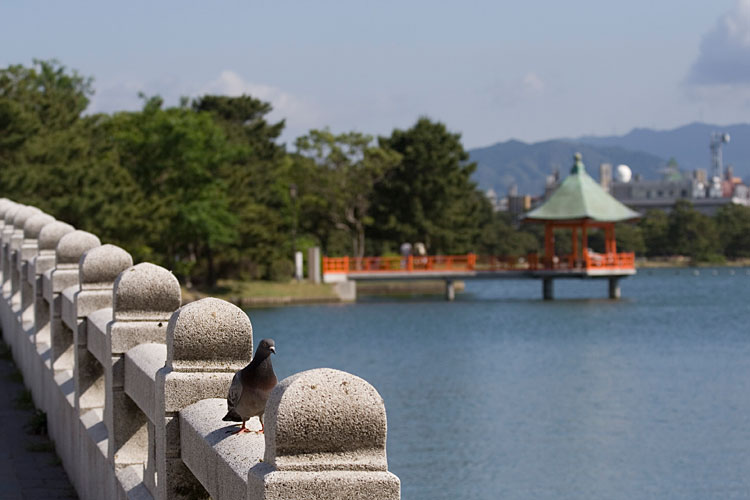 大濠公園の鳩