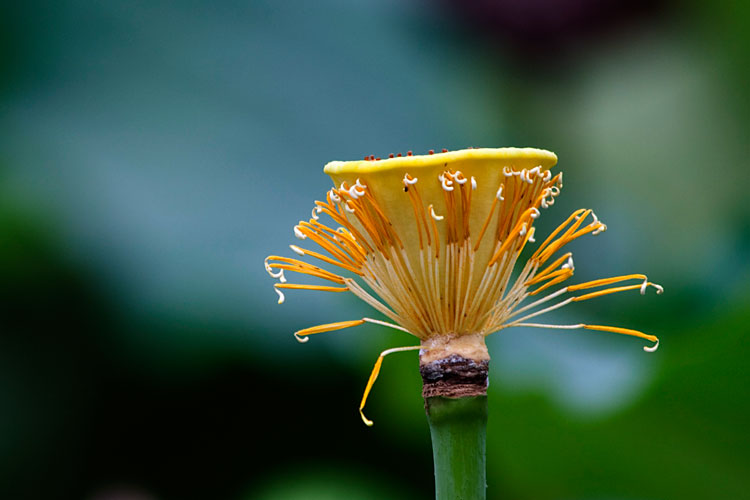 蓮の花