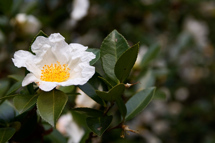 白い山茶花