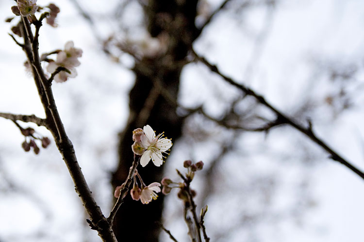 寒桜？