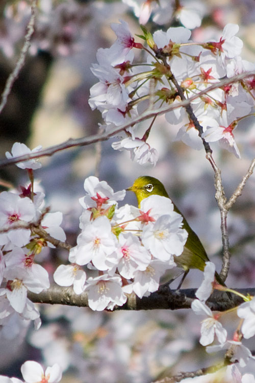 桜とメジロ