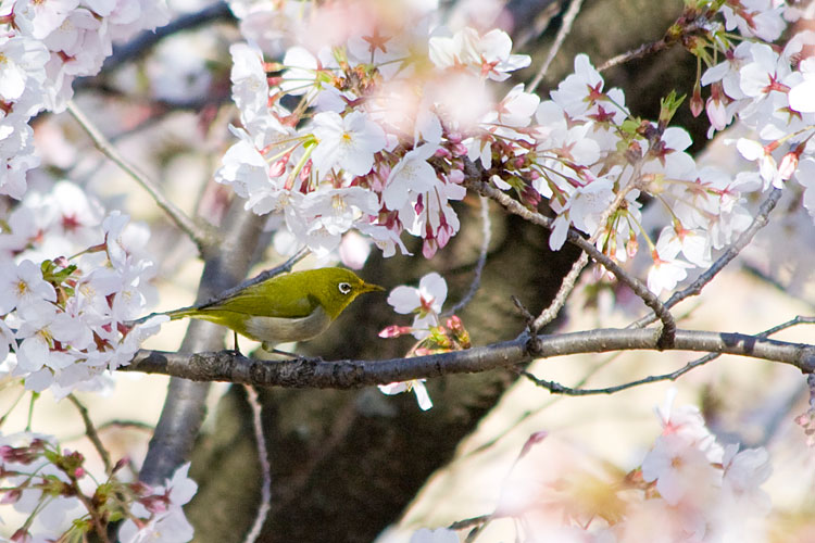 桜とメジロ