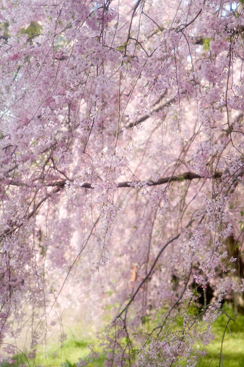 しだれ桜