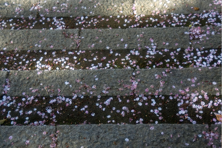 散った桜