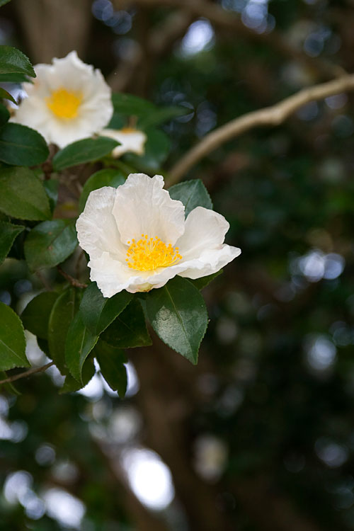 白い山茶花