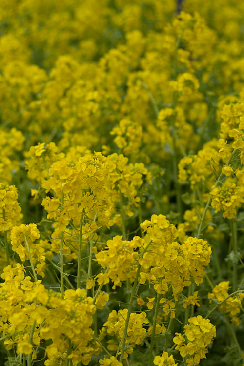 菜の花満開