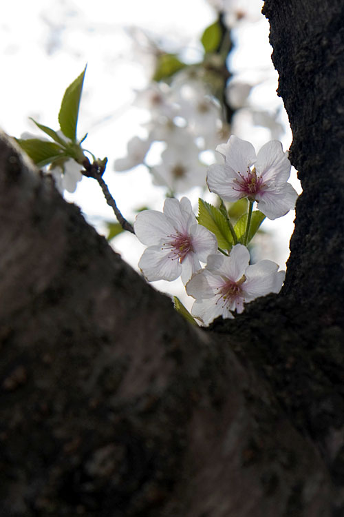 桜