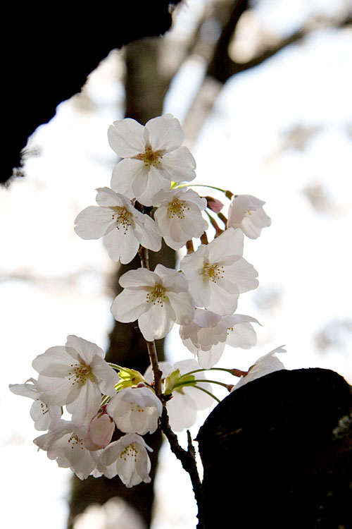 桜